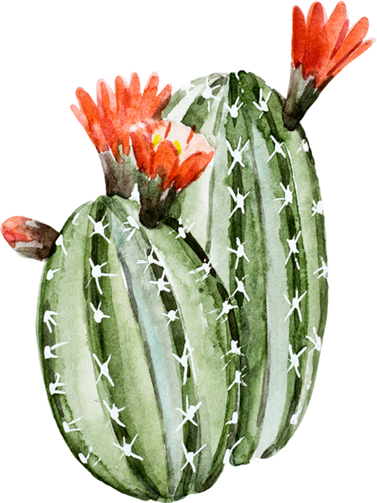 Watercolor cactus flower, 